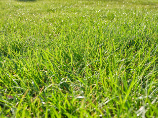 Trawa zielona w ogrodzie