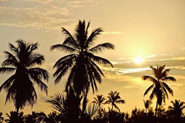 Naklejka na ściany i meble Low Angle View Of Silhouette Palm Trees Against Sky