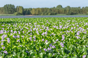 View of a common green water hyacinths on the lake bank