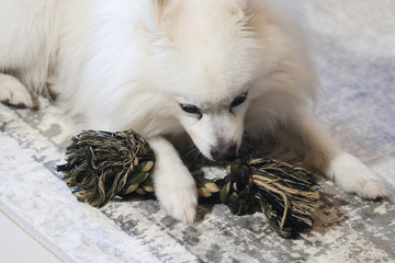 puppy playing with toy at room