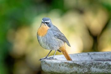 Cape robin-chat