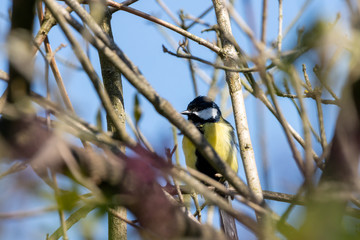 Great tit songbird sitting on branch