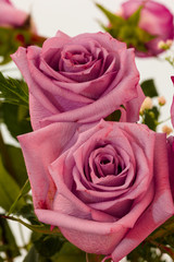 Close up of two pink roses