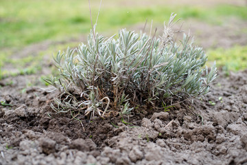 lavender flowers in the garden in spring. Spring garden work. 