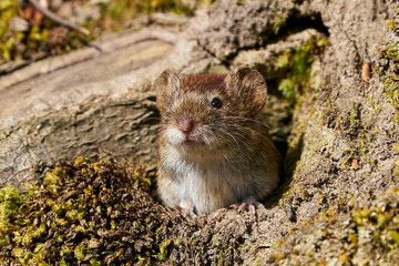 Bank vole (Myodes glareolus)