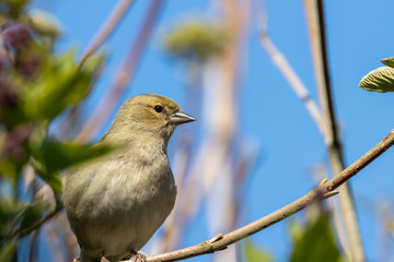 Female finch sitting on branch with blue skies in background