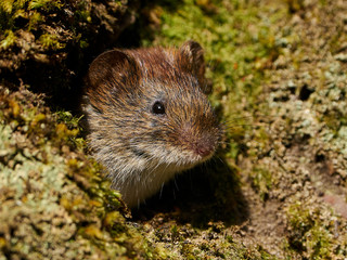 Bank vole (Myodes glareolus)