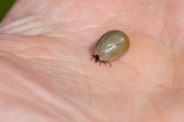 Large fully engorged tick walking on human hand macro side shot