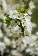 Obraz premium Flowers, cherry blossoms on the branches on a spring day. Beautiful spring background. Spring flowering in the garden wallpaper. Beautiful blossoming flowers of apple trees in the park.