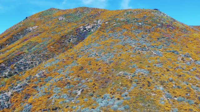 Wildflower super bloom occurs in California on rare occasions. Colorful orange and purple flowers cover mountainside 