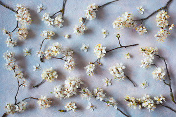 Floral spring background with blooming cherry plum branches on a colored background of decorative plaster.