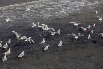 Seagulls on the sand of a deserted sea beach in soft foggy morning light. Creative natural background: sea landscape with seagulls