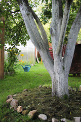 trunk of an apple tree in a summer cottage
