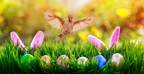 Easter card with a bird Sparrow flying in spring sunrise Sunny day over colorful eggs and rabbit ears in the grass