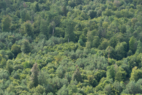 Wald-Landschaft - Luftbild