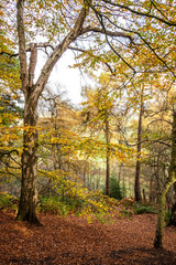 autumn scene in the woods