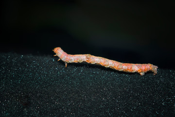 A caterpillar of the mottled umber, a moth of the family Geometridae.