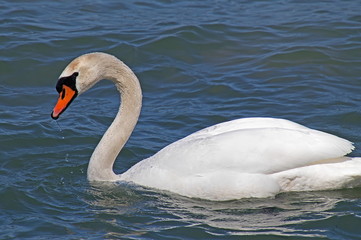 Fototapeta premium Mute Swan Swimming