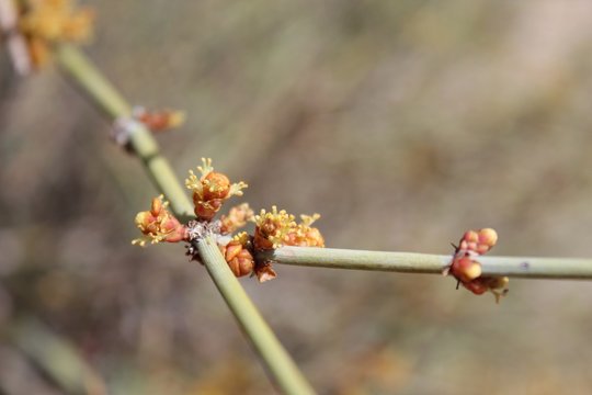 Cones Of California Jointfir, Ephedra Californica, Native Plant In The Southern Mojave Desert Section Of Joshua Tree National Park.