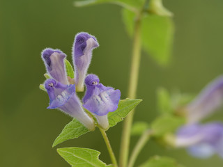 violette Blüten vom Helmkraut, Scutellaria, als Nahaufnahme
