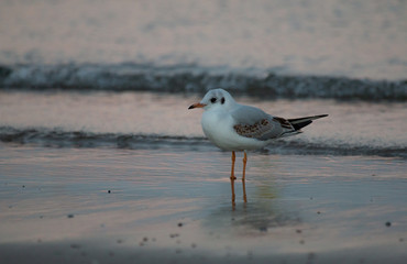 seagull on the beach