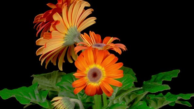 Time Lapse of Growing and Opening Orange Gerbera Flower. Black Background. 4K.
