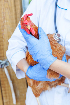 Veterinarian with stethoscope holding and examining chicken on ranch background. Hen in vet hands for check up in natural eco farm. Animal care and ecological farming concept.