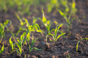 Young Fresh shoots of wheat on the field