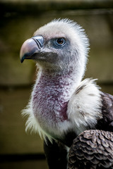 head shot of a young vulture