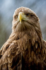 tawny eagle head and shoulders