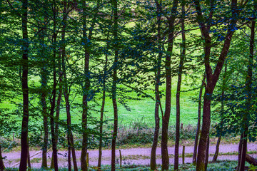 El camino del bosque 