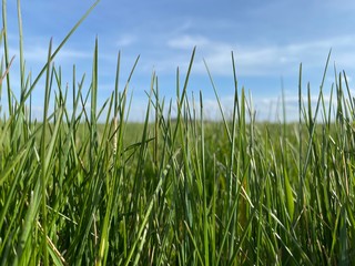 Hintergrund geteilt in grünes Gras und blauen Himmel 