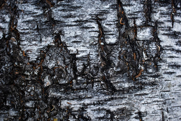 Photo of a birch tree bark close up