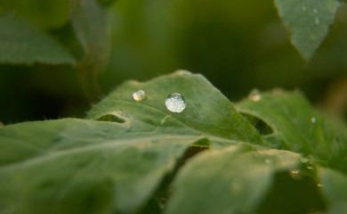 dew on a leaf