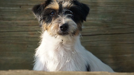 Trikolor Hund sitzt am Tisch 