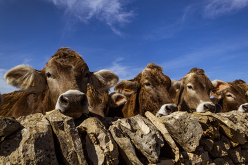 Vacas de producción de leche en establecimiento rural en Italia