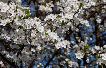 apple tree blossom