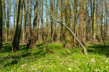Fototapeta premium Fresh green plants in a forest at springtime