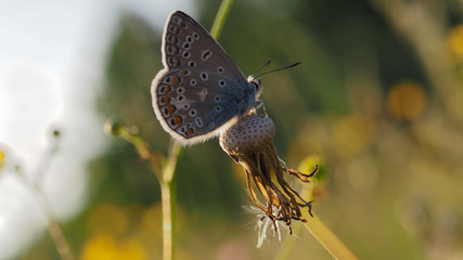 Motyl
