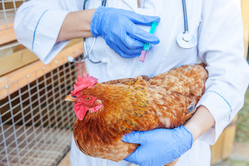 Veterinarian woman with syringe holding and injecting chicken on ranch background. Hen in vet hands...