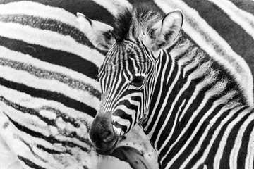 Obraz na płótnie Canvas Chapmans Zebra mother and baby
