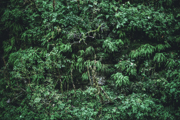  Lush rainforest greenery. Stone vertical wall with ferns, moss and green grass. Amazing forest texture, Natural summer outdoor, trekking travel background. Local tourism concept