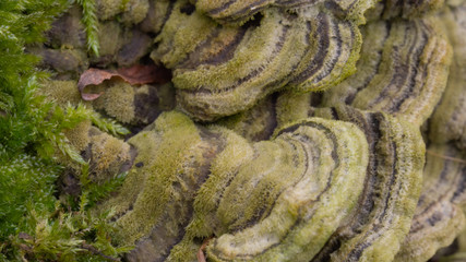 drzewo, kora, macro, huba