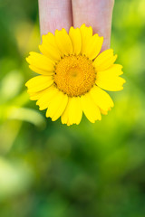 Vertical macro view of light yellow daisy flower. Bright blossom flower filed with petals. Background of green meadow at summer time. Seasonal spring field blossom. Natural environmental resources.