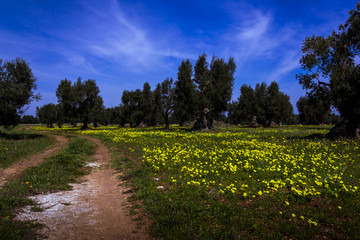 olivos seculares en el campo en la mañana
