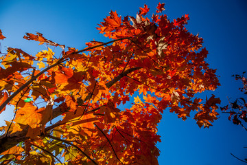 red autumn tree