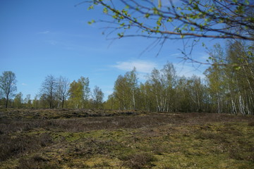 Birken Hain mit Sonne