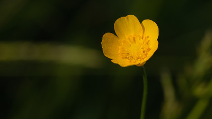 Obraz premium kwiat macro