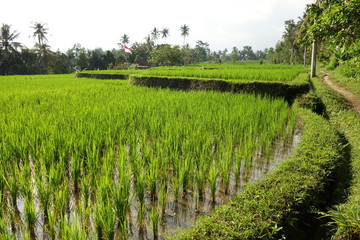 Fototapeta na wymiar Rice fields in Ubud, Bali
