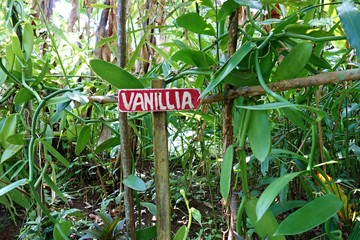 Vanilla plantation 